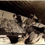 Loading a dory with herring from Edgar Post's weir.
