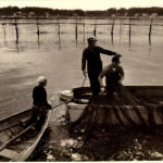 Edgar in checkered shirt pointing inside the weir "drying up" the fish in a purse seine. Ashley in a shiff with gaff and sailor hat. Weir in background. 1960s